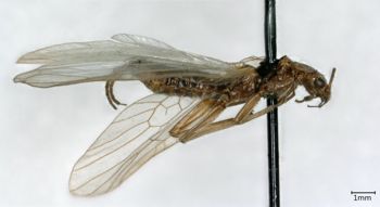 Media type: image;   Entomology 11352 Aspect: habitus lateral